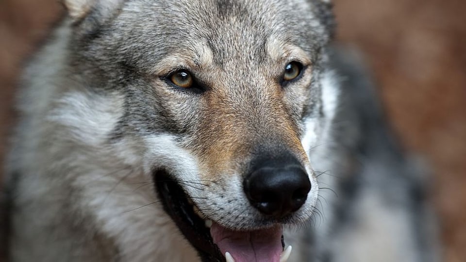 Walliser Grossrat entscheidet über Postulate zu Wolfs-Hybriden