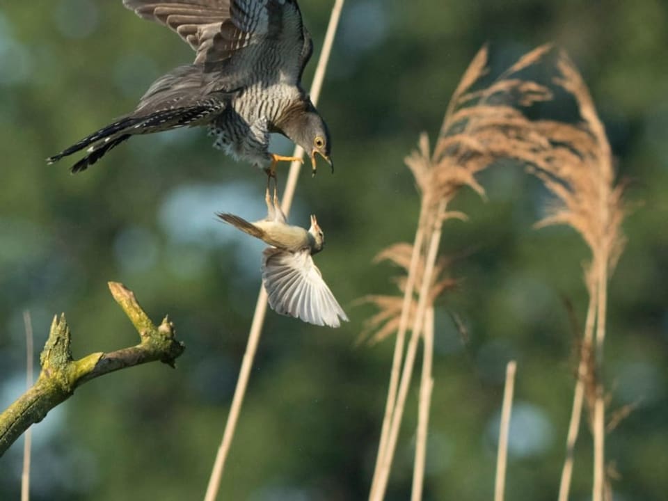 Der Sumpfrohrvogel kämpft in der Luft gegen einen Kuckuck. 