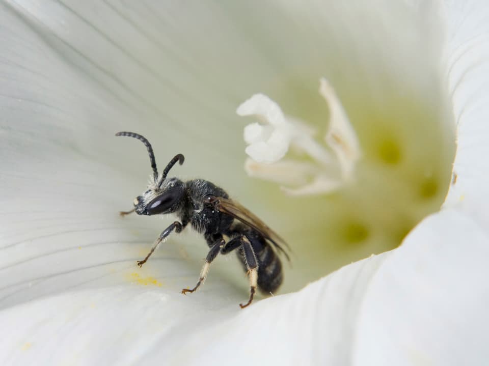 Eine Wespe in einer Blüte.