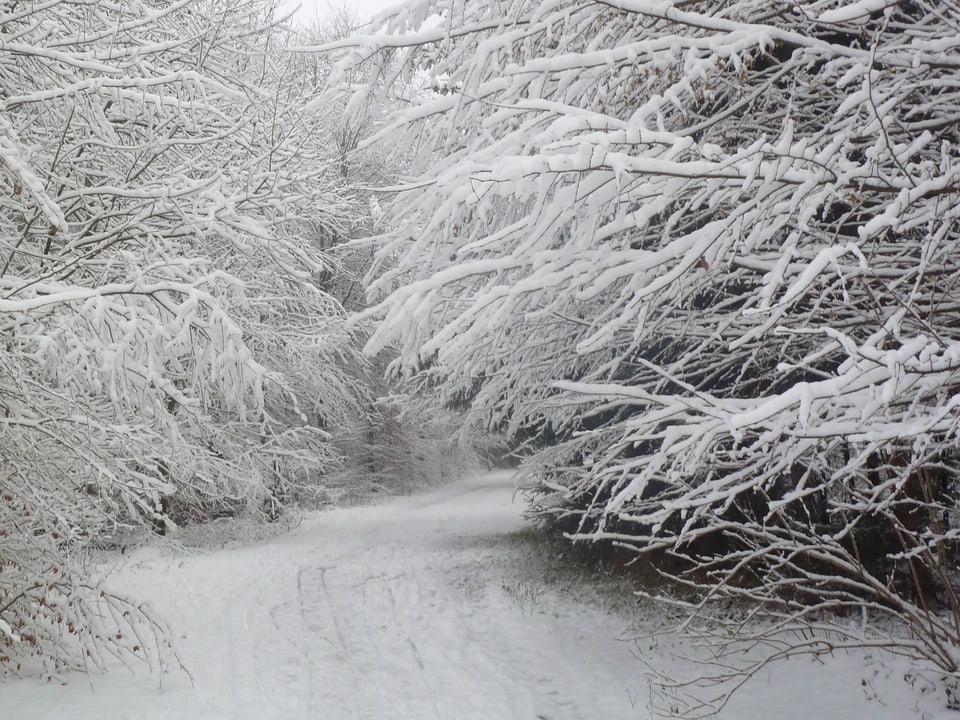 Waldweg mit Bäumen und Ästen, alles frisch verschneit und in Weiss. 
