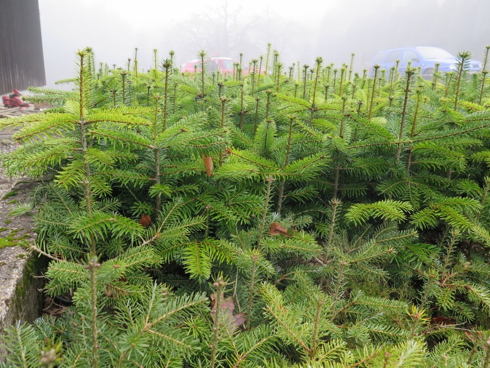 Tannenbaum-Setzlinge in Erde.