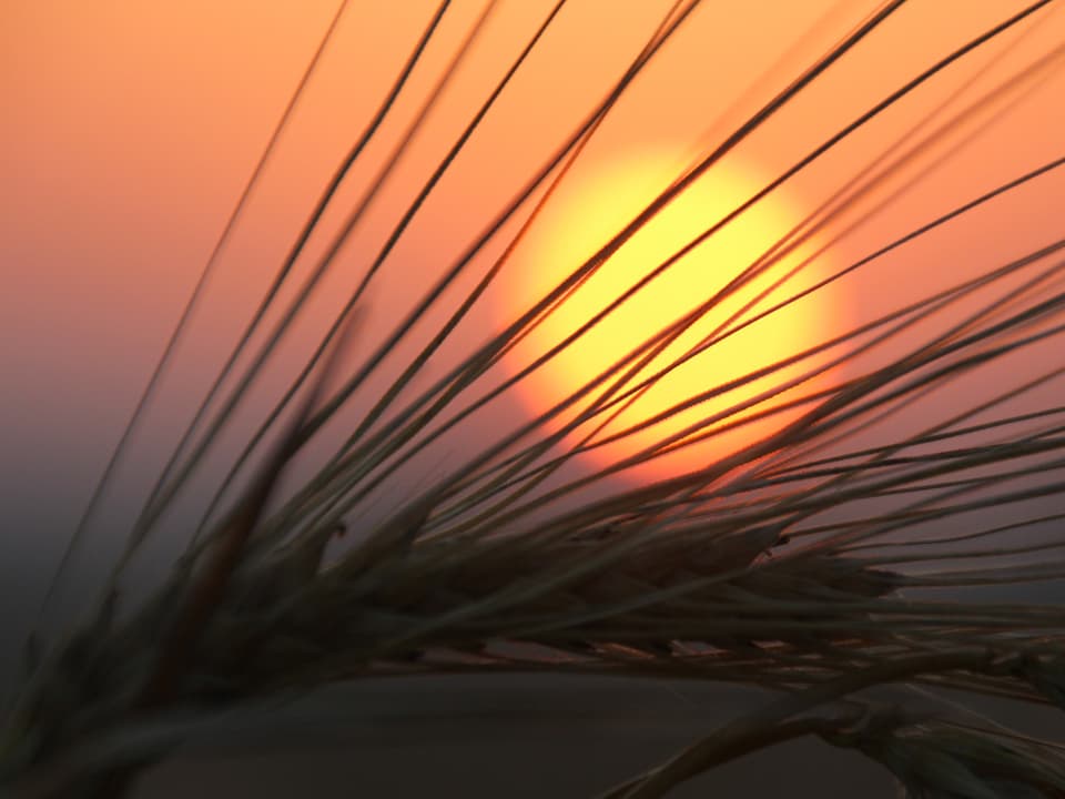 Die aufgehende Sonne wird durch ein Getreidehalm hindurch fotografiert.