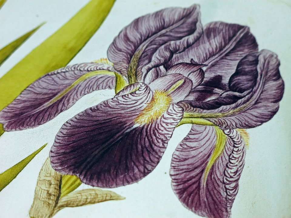 Nahaufnahme einer violetten Blume aus dem Herbarium.