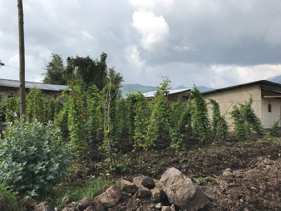 Im Dorf neben einem Haus sind Sträucher gepflanzt. Sie halten sich an einem Draht, der künstlich befestigt wurde.