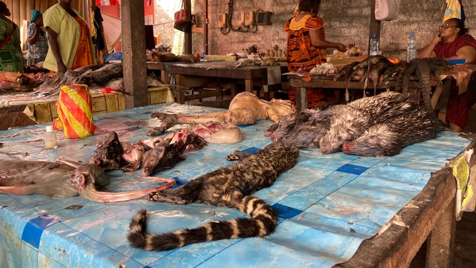 Mehrere verschiedene Tote Tiere liegen auf einem Holztisch.
