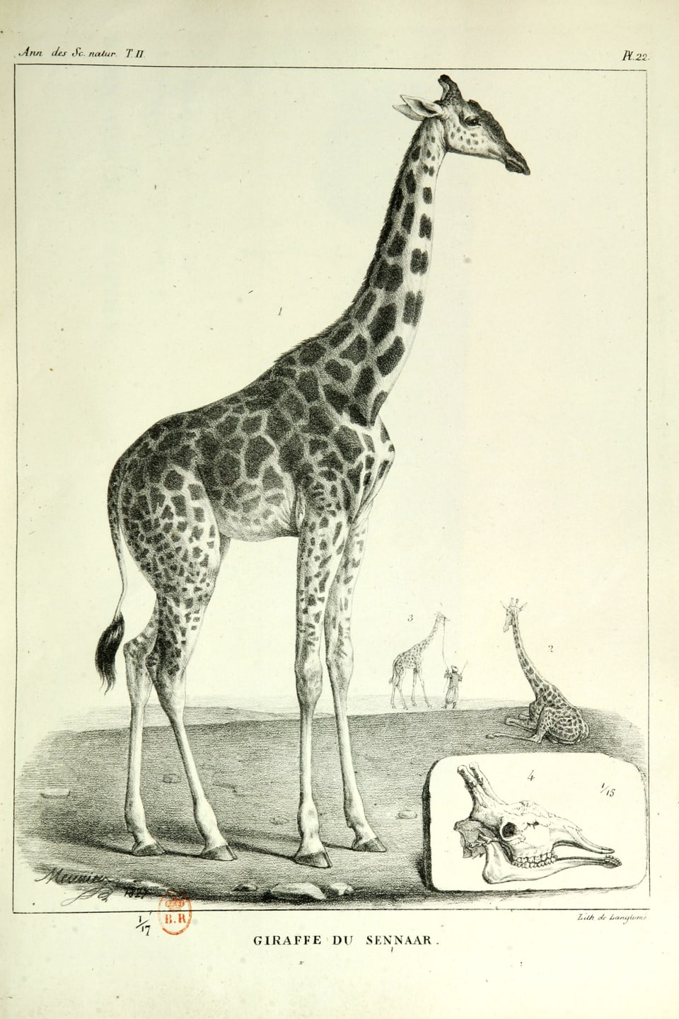 Alte Zeichnung von einer Giraffe und Abbildung eines Schädels.