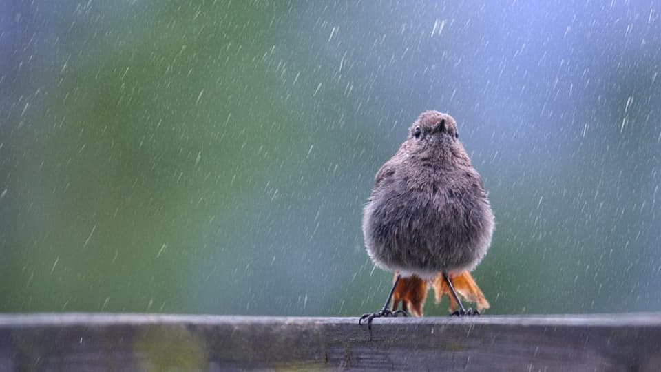 Vogel im Regen