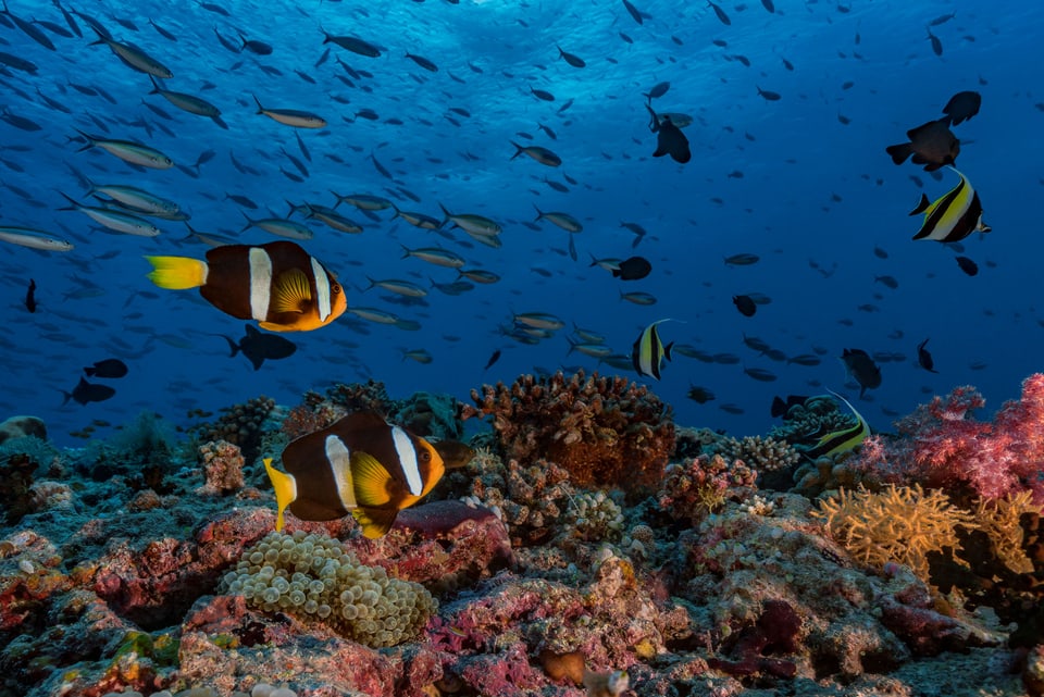 Unterwasseraufnahme eines intakten Korallenriffs mit zahlreichen schwimmenden Fischen.