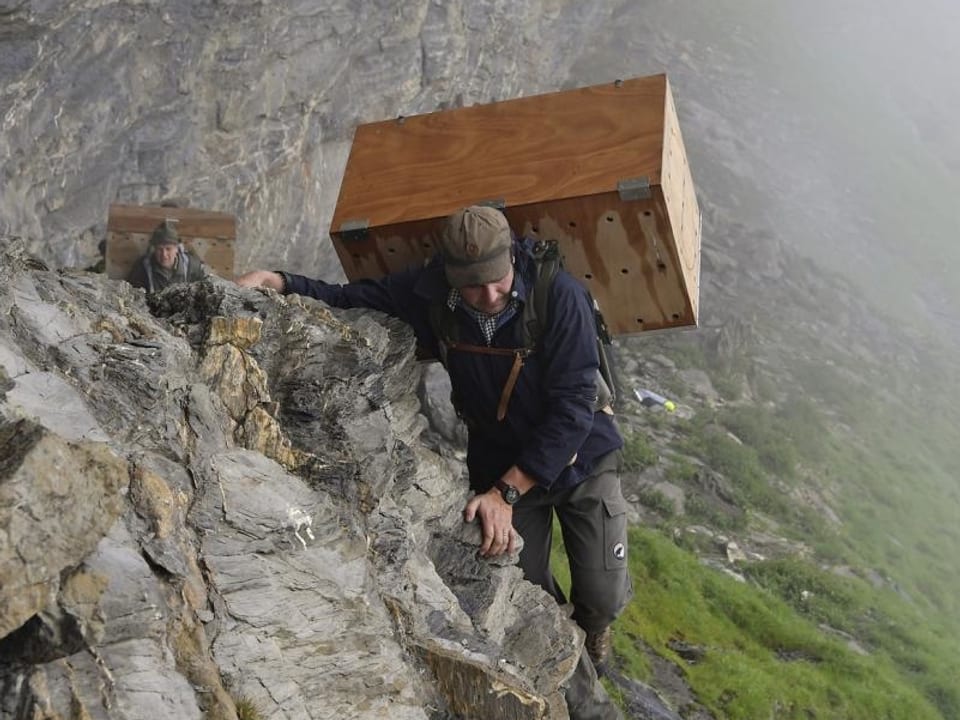Zwei Männer mit grossen Holzkisten auf dem Rücken klettern an einer Felswand entlang.