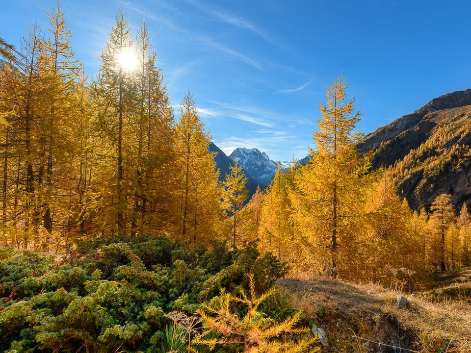 Goldene Lärchen in den Alpen bei wolkenlosem Himmel und viel Sonnenschein. 