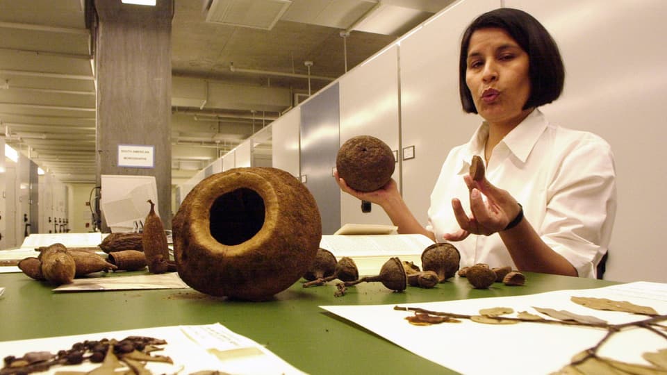 Eine Mitarbeiterin des Botanischen Gartens von New York bei der Arbeit mit exosichen Pflanzen.