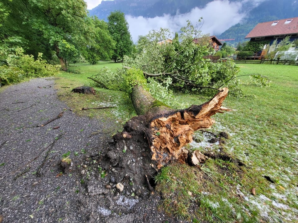 Umgestürzter Baum.