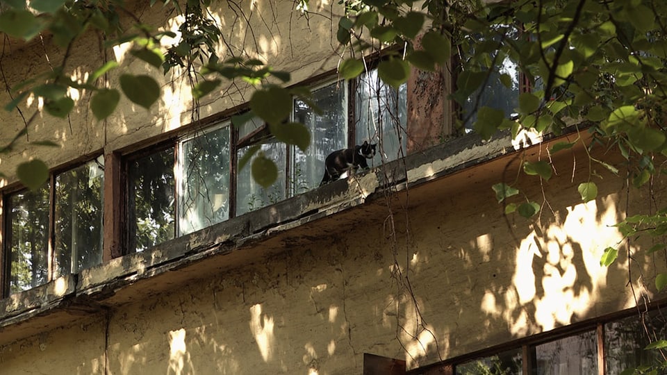 Blick an eine Fensterreihe mit teilweise zerbrochenen Scheiben. Auf dem Fenstersins spaziert eine Katze.