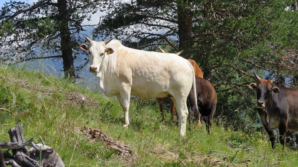 Zwergzebus auf Schweizer Trockenwiesen