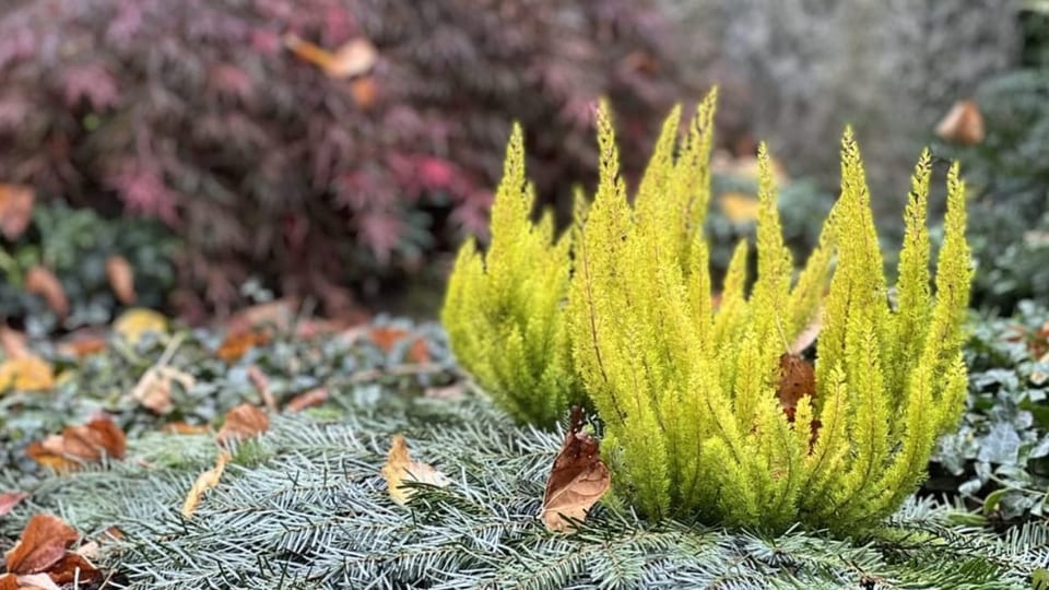 Herbstbepflanzung eines Grabes