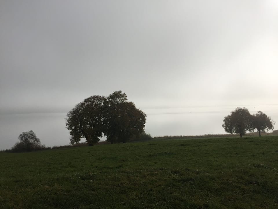 Nebel über Bäumen auf einer Wiese, im Hintergrund ein See.