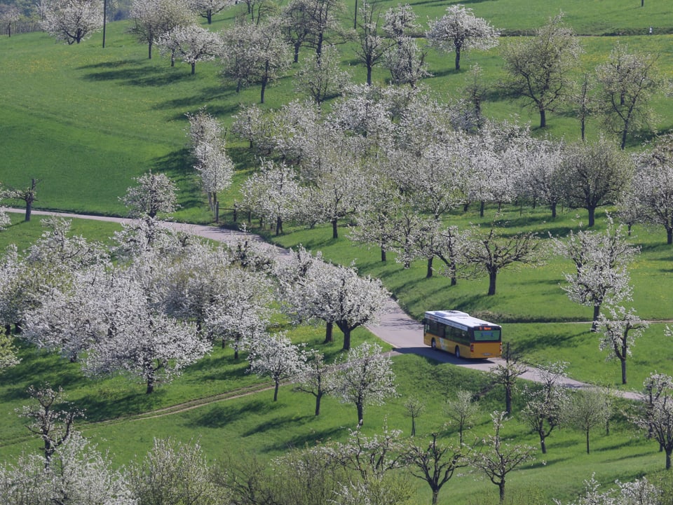 Weiss blühende Obstbäume in Landschaft mit Strasse, auf der ein Postauto fährt. 