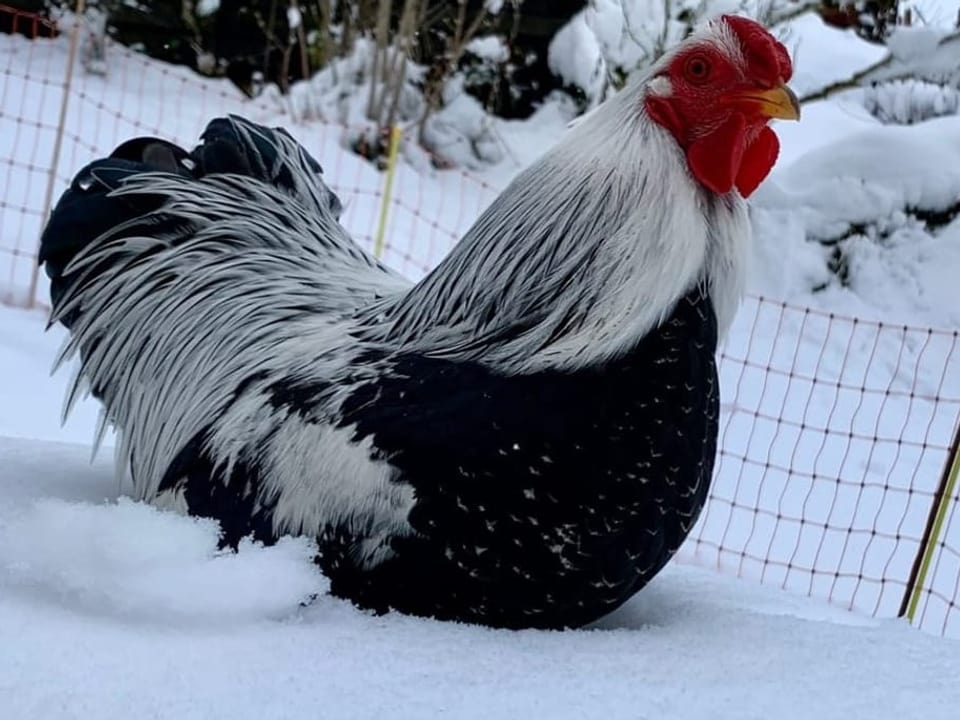 Hahn im Schnee.