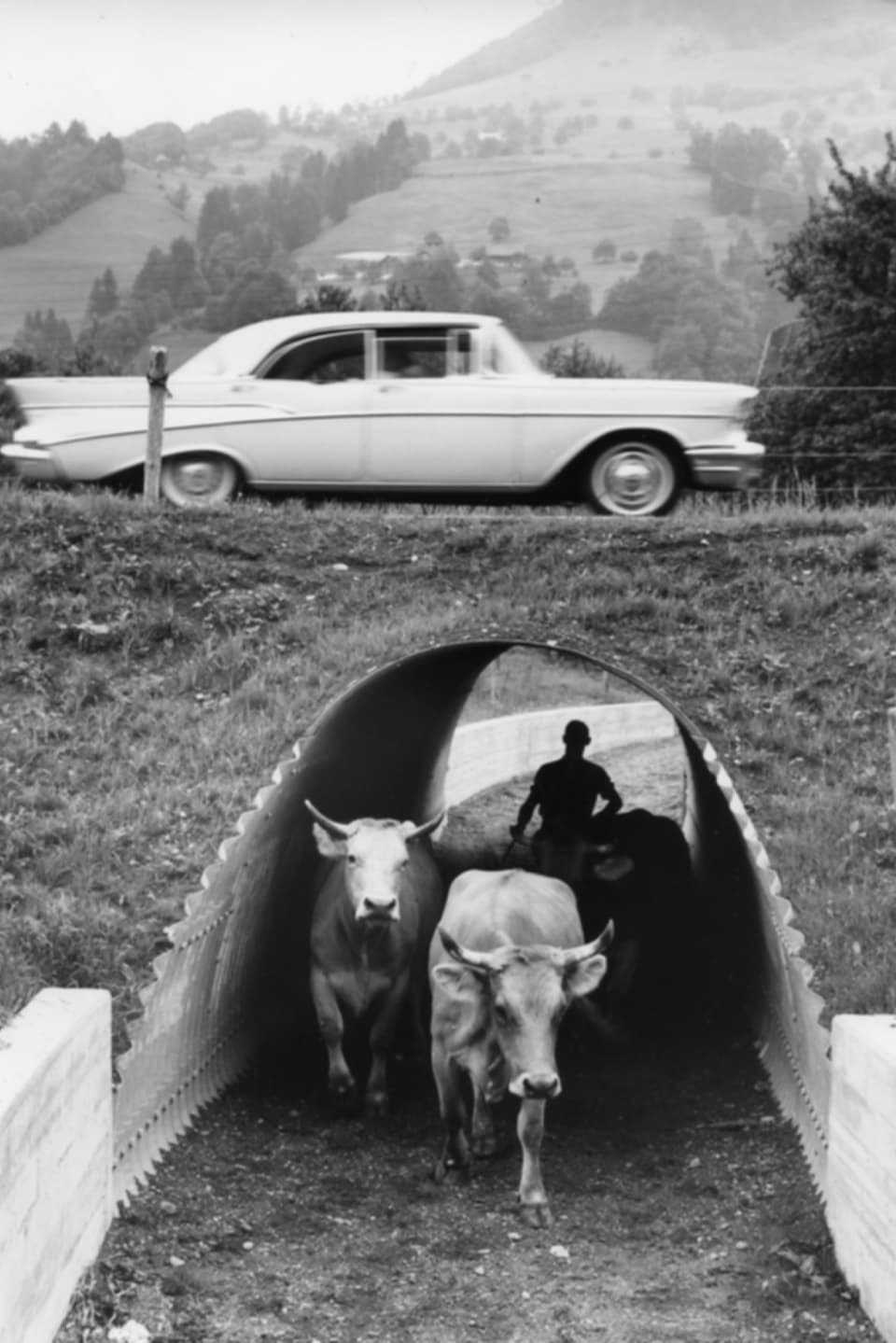 Ein amerikanisches Auto fährt über die Strasse, Kühe und ein Mann queren eine Unterführung.