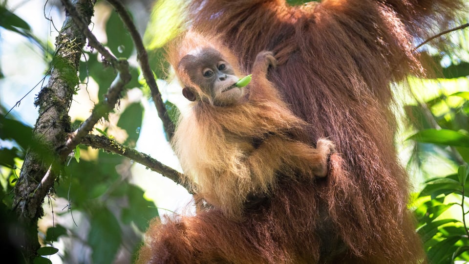 Eine Orang-Utan-Mutter mit Kind.
