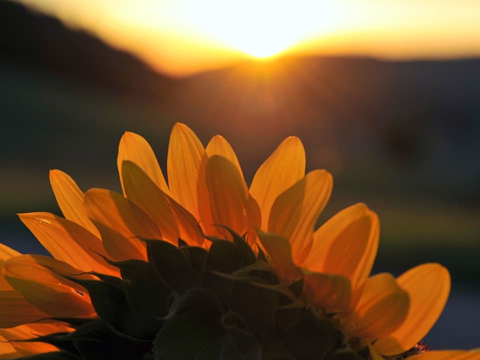 Eine Sonnenblume schaut sich den Sonnenaufgang an.