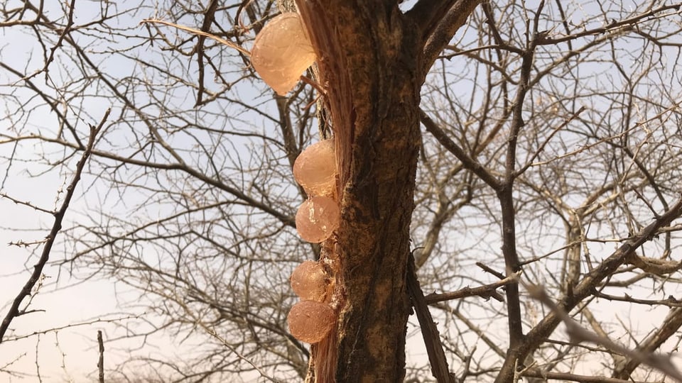 Gummiarabikum an einem Baum.