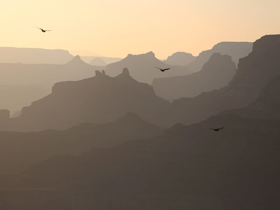 Vögel über den Grand Canyon.