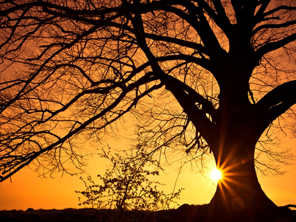 Baum mit Sonnenuntergang.