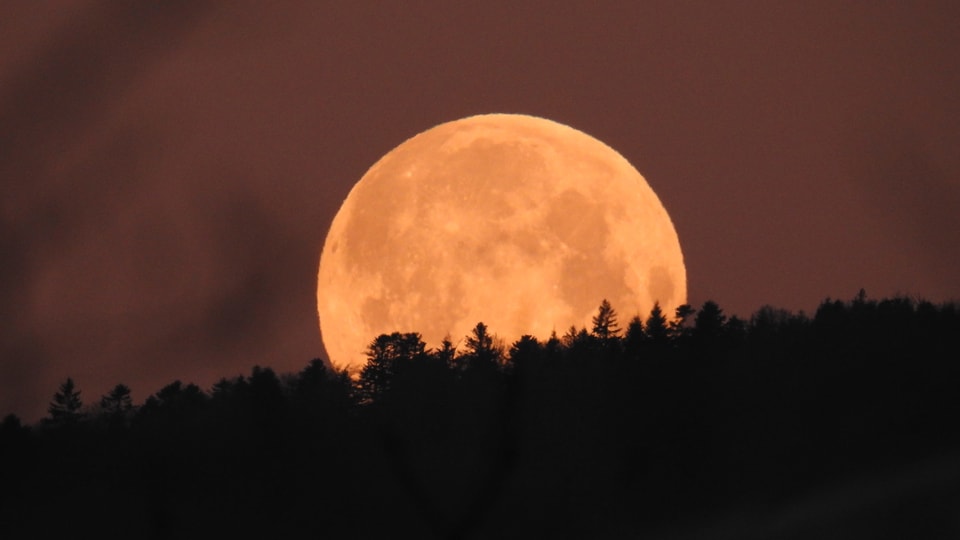 Der rote Mond taucht unter den bewaldeten Horizont.