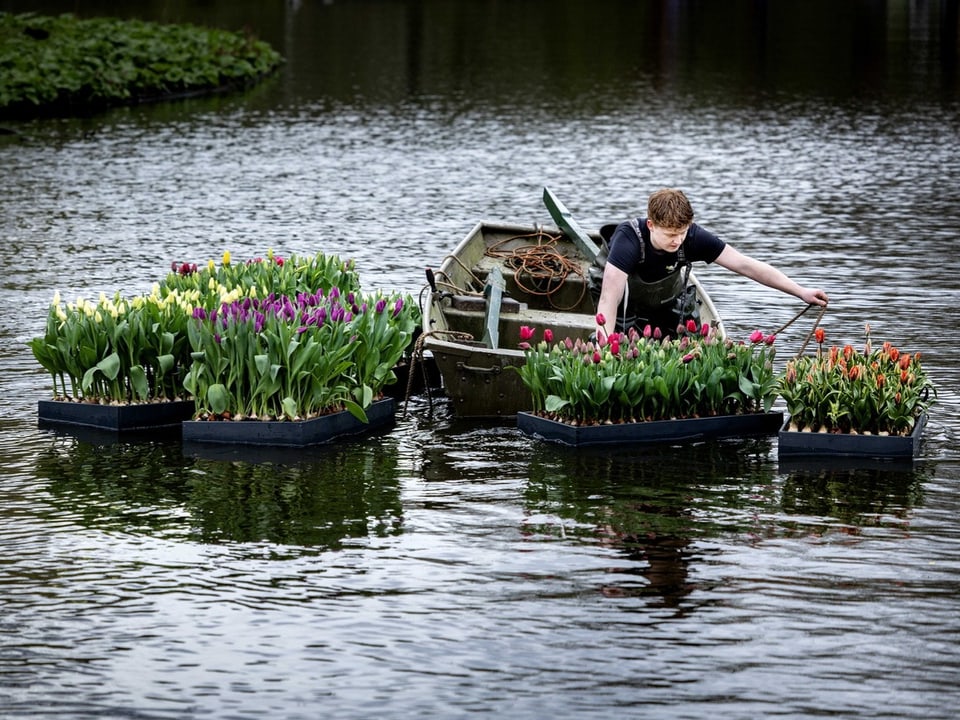 Flösse voller Tulpen werden am Mittwoch im Teich im Vondelpark zu Wasser gelassen.