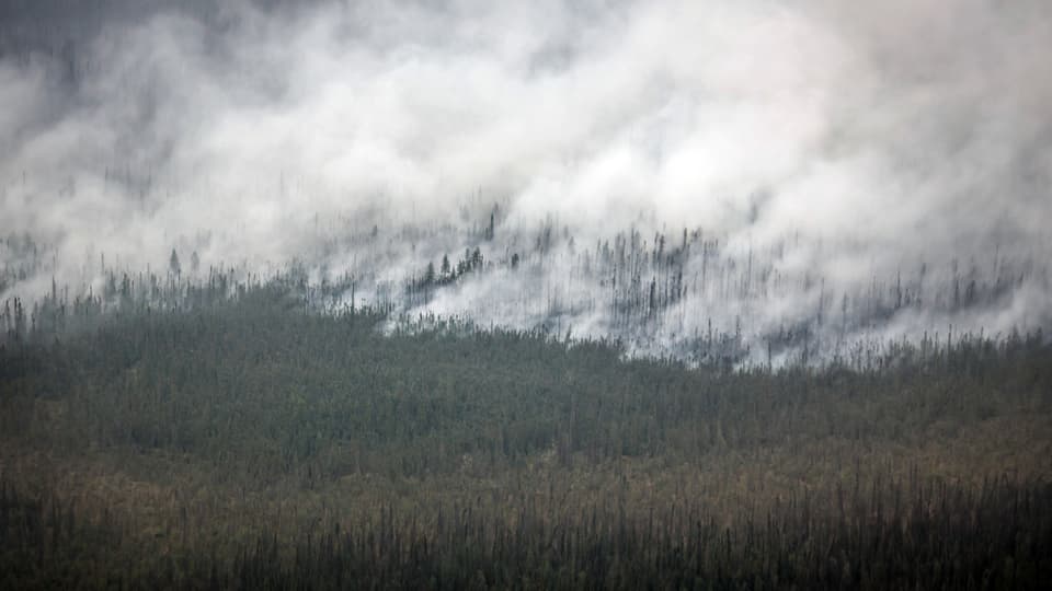 Riesige Rauchwolken steigen aus Wald