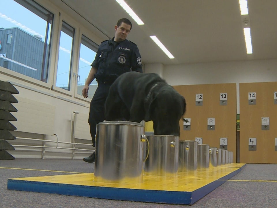 Hund sucht Objekt in verschiedenen Aludosen. Polizist schaut zu.