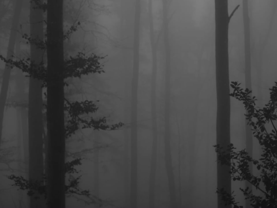 Schwarzweissaufnahme: Ein Wald im Nebel