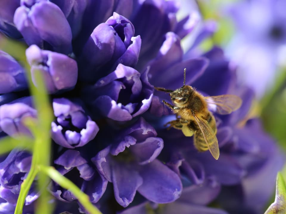 Violette Blume mit einer Biene. 