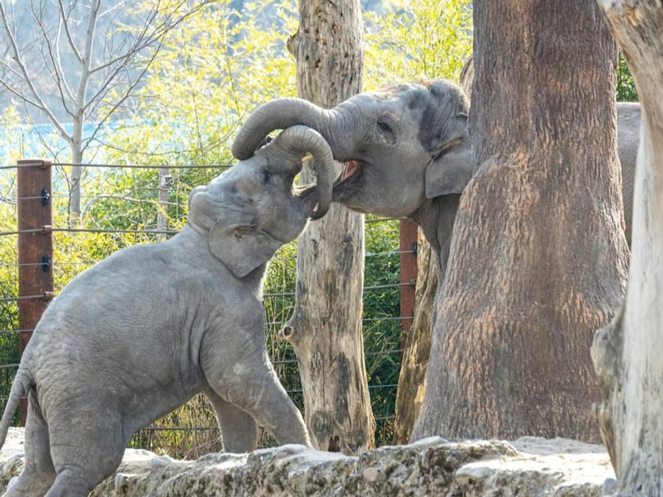 Zwei Elefanten im Zoo Zürich beim Spielen