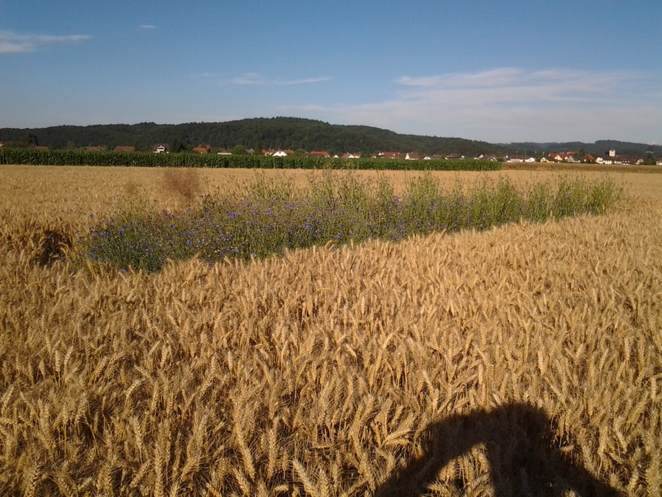 Ein Getreidefeld.