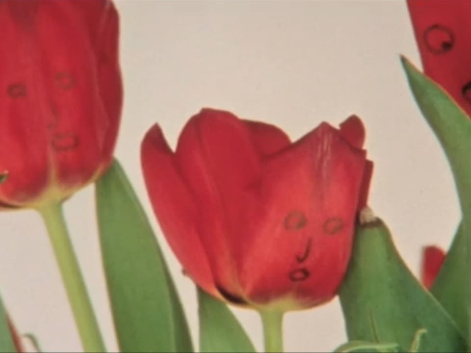 Tulpen mit Gesicht