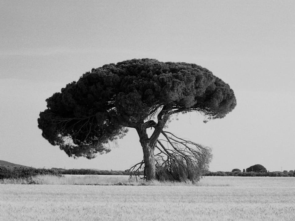 Eine einzelne Pinie mitten in einem Kornfeld (Schwarz-Weiss-Bild)