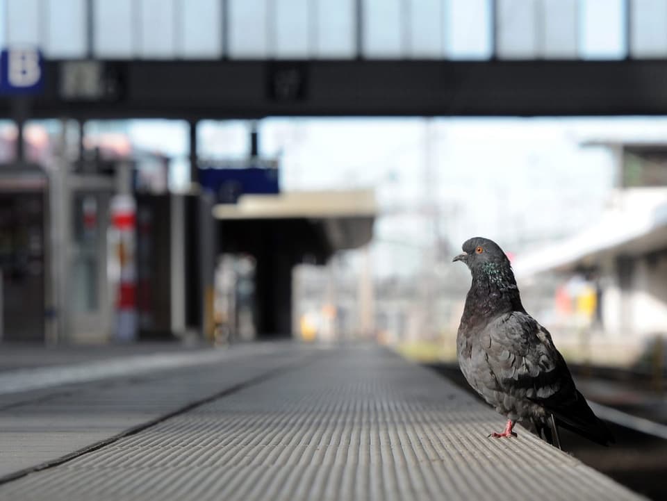 Ein Taube auf einem Perron im Hauptbahnhof München