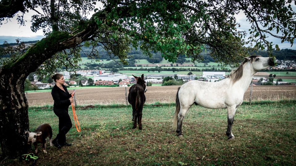  Die Tiere und Tanja chillen unter einem Baum