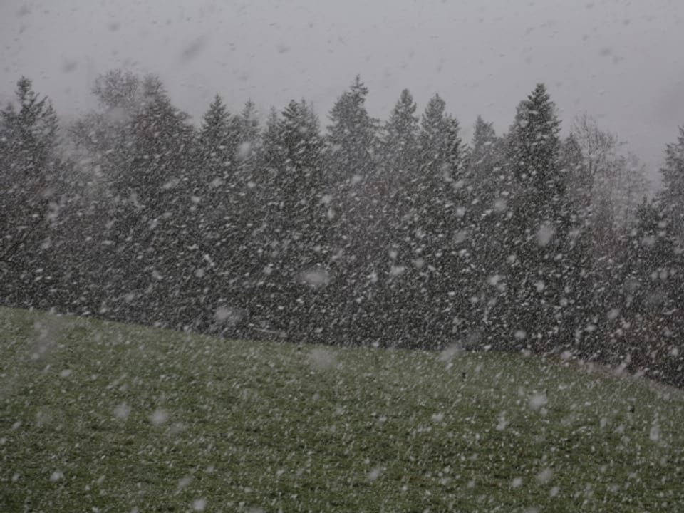 Grosse Schneeflocken in Oberhünigen.