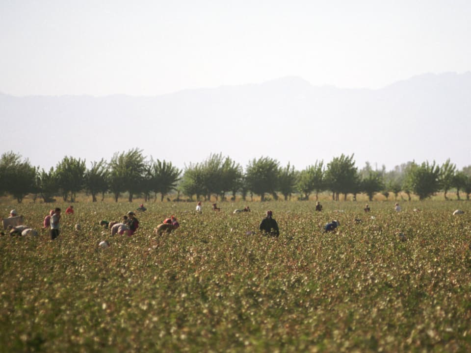 Baumwollernter auf einem Feld