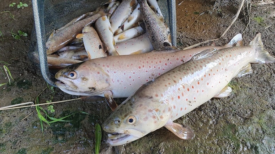 Einige der toten Fische mit offenem Mund. 