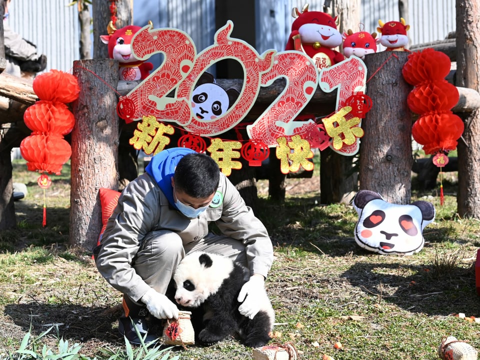 Ein Babypanda vor Neujahrdekorationen