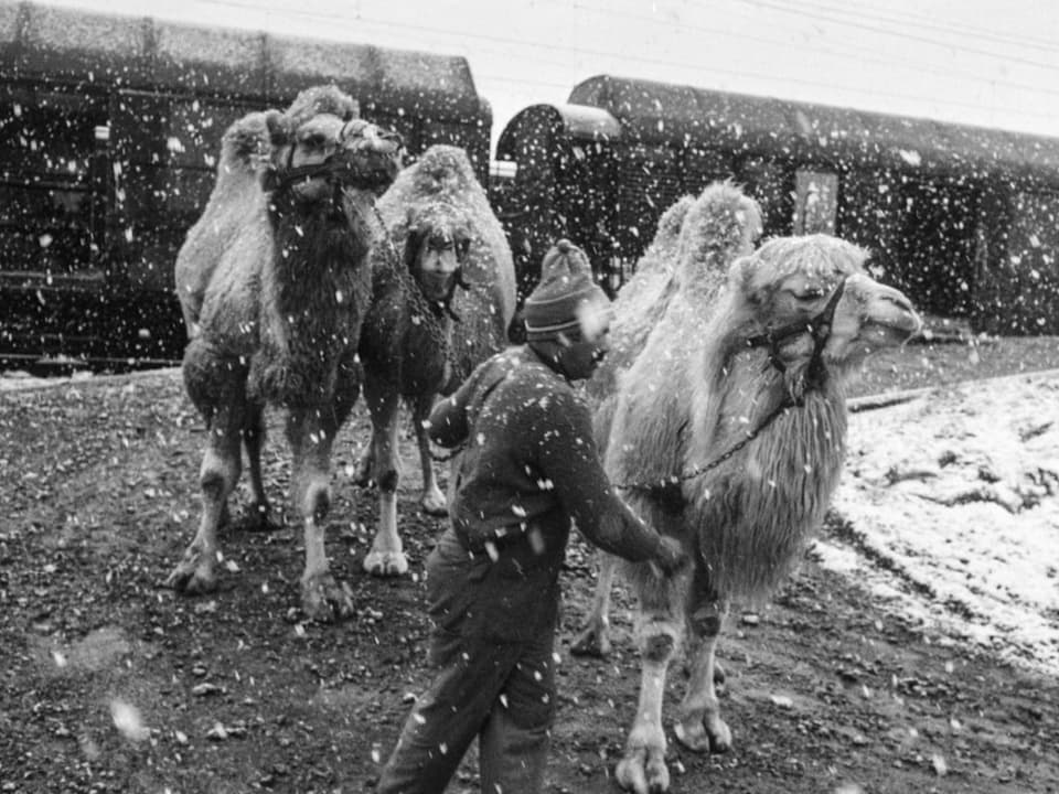Kamele im Schnee