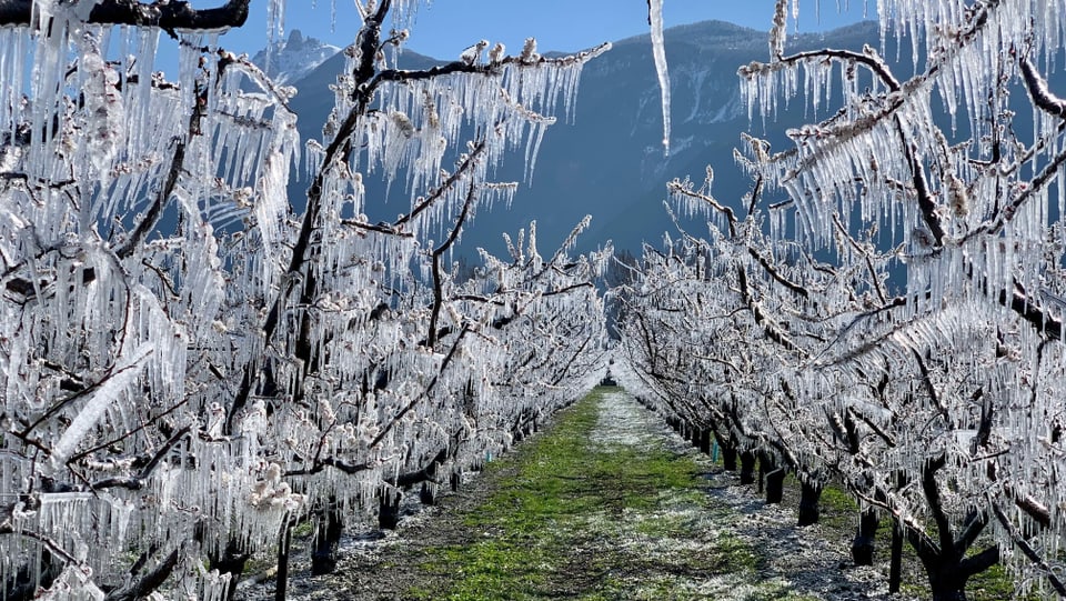 Frostschutz Eiszapfen an Obstbäumen.