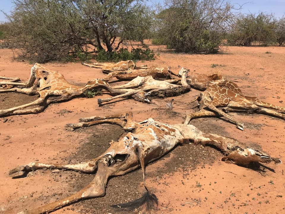 Nahaufnahme von sieben toten Giraffen verendet in der Wüste.