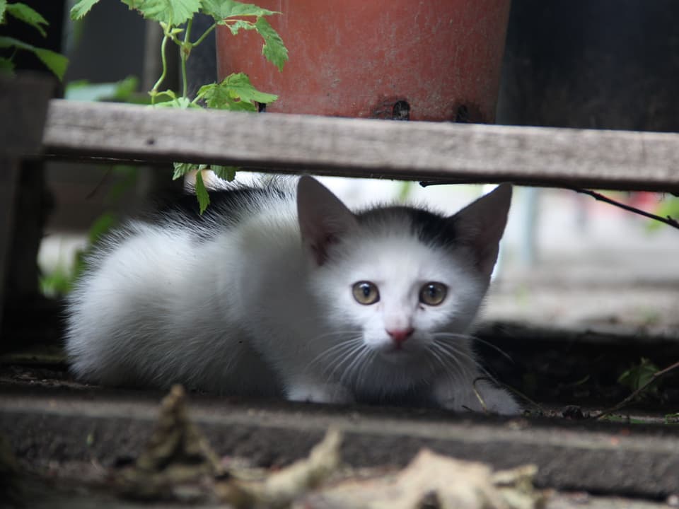 Eine junge weiss-schwarze Katze schaut in vorsichtiger Position unter einem Gartenzaun hindurch.