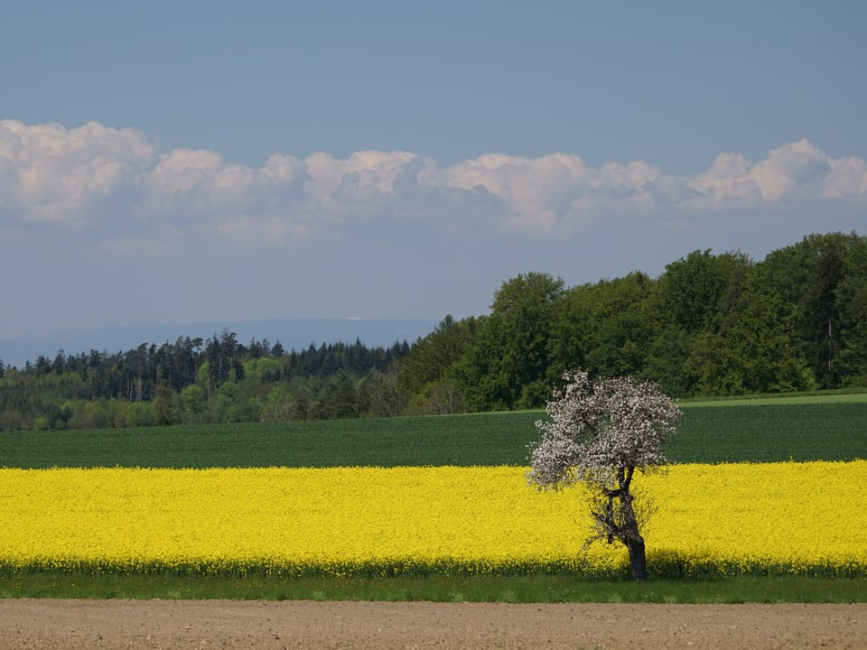 Felder und Wiesen mit gelbem Rapsfeld. Im Hintergrund Wald, Quellwolken und blauer Himmel