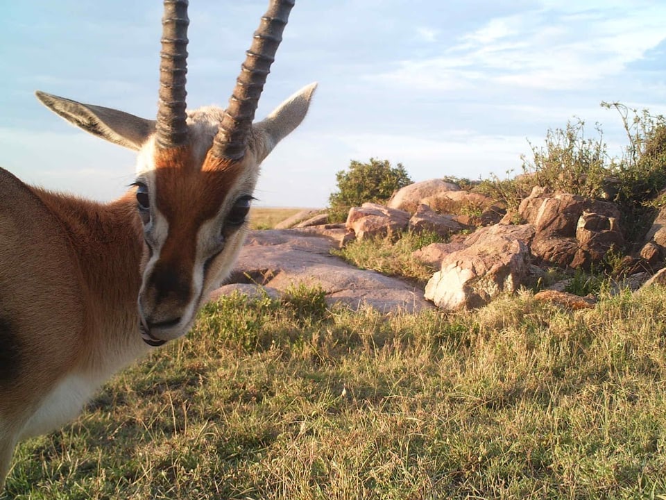 Eine Thomson-Gazelle schaut in die Kamera